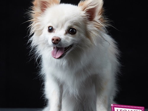 Legally Blonde The Musical Cast Q&A – Bruiser